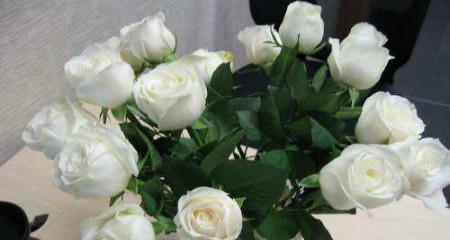 白玫瑰的花语和寓意（纯洁高贵的花朵）