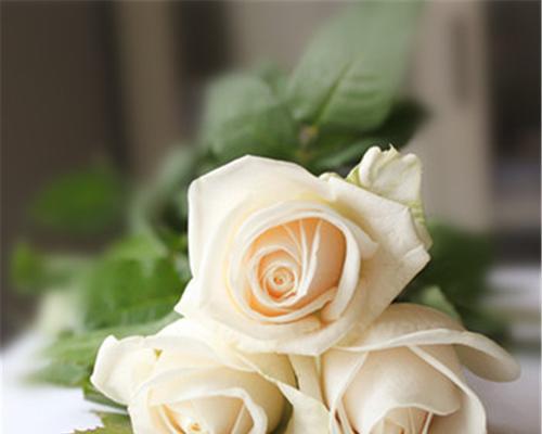 白玫瑰的数量与含义（用花朵的语言传递情感）