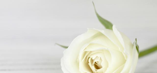 白玫瑰的数量与含义（用花朵的语言传递情感）