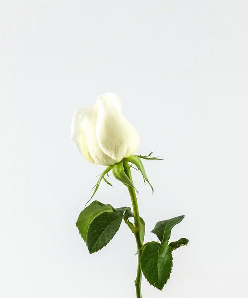 白玫瑰的寓意与象征意义（以纯洁和无私之花）