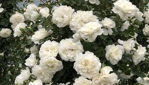 白蔷薇的含义与象征（婚礼中的纯洁之花——白蔷薇）