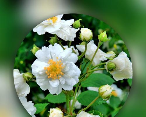 白蔷薇（探寻白蔷薇的花语与寓意）