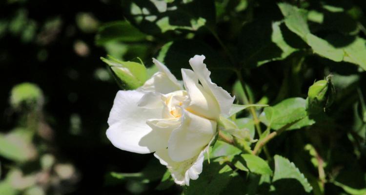 白蔷薇的象征意义及文化传承（纯洁）