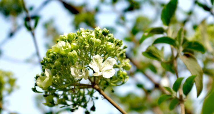 白琼花（以白琼花花语为视角）