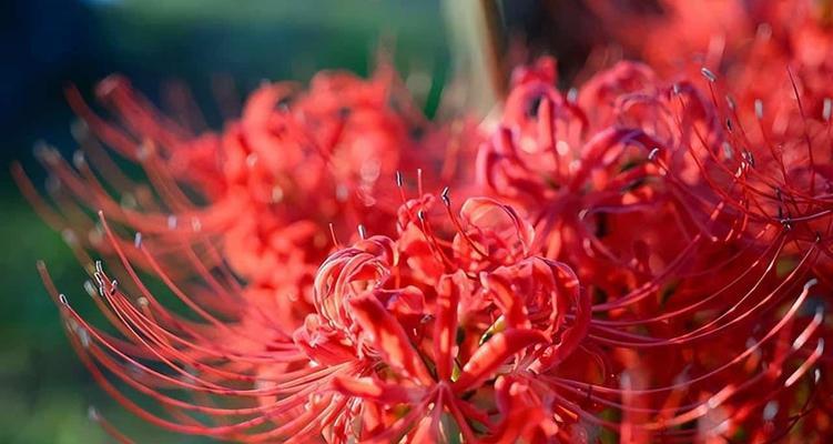 白色彼岸花的花语与意义（揭秘白色彼岸花的神秘与美丽）