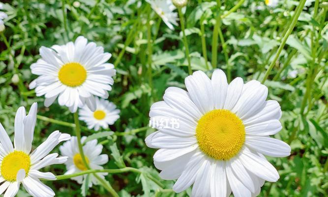 白色雏菊的花语之美（纯洁无暇）