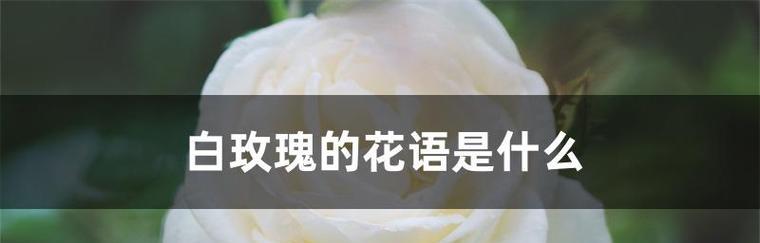 白色玫瑰花的花语（纯洁）
