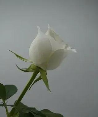 白色玫瑰花的花语（纯洁）