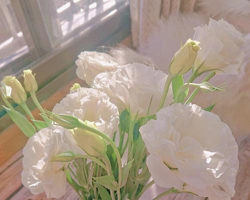 白色桔梗花的美丽与寓意（展示纯洁与祝福的白色花朵）