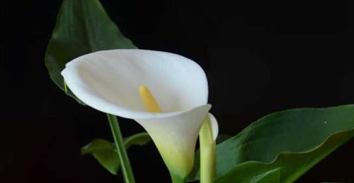 白色马蹄莲花语——生命的纯净和希望（马蹄莲花盛开）