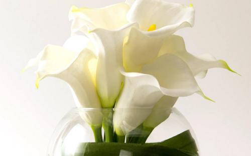 白色马蹄莲花语——生命的纯净和希望（马蹄莲花盛开）