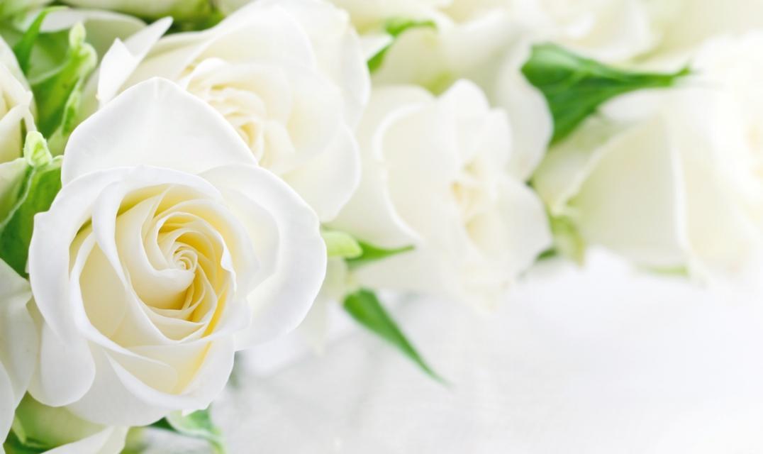 白色玫瑰的象征意义（纯洁与真爱的化身——解读白色玫瑰）