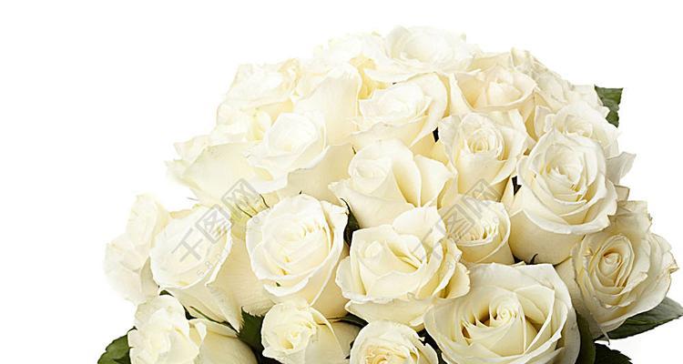白色玫瑰花的象征意义与传说（寓意纯洁与真爱）