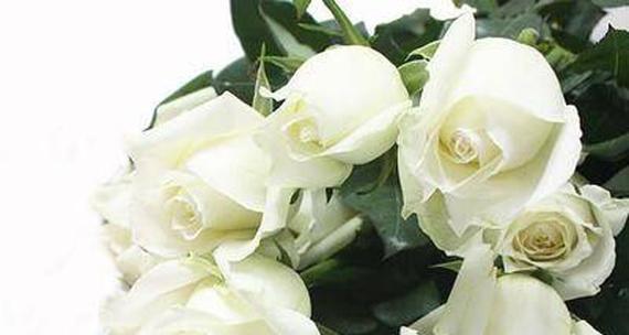 白色玫瑰花的深刻寓意（探索白色玫瑰花的花语与意义）