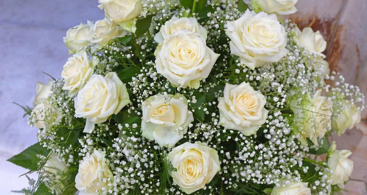 白色玫瑰花语-纯洁与无暇的象征（传递真爱与祝福的玫瑰之语）