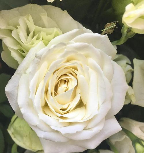 白色蔷薇花语传递的浪漫与纯洁（花开如雪）