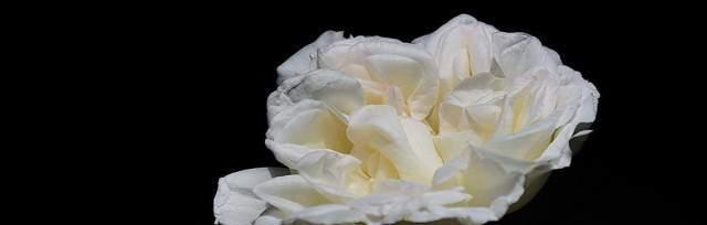 白色蔷薇花语（探寻白色蔷薇花语的深刻内涵）