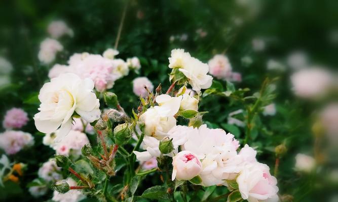 白色蔷薇花语（探寻白色蔷薇花语的深刻内涵）