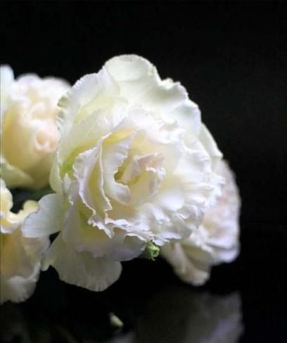 白色洋桔梗花语之美——花开如梦（洋桔梗花语浅析）
