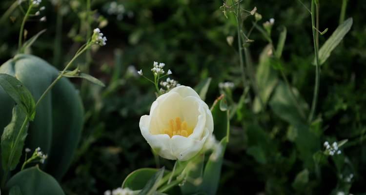 白色郁金香的花语（明洁纯净）