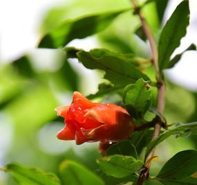 石榴花啥时候开（关于石榴花开花季节）