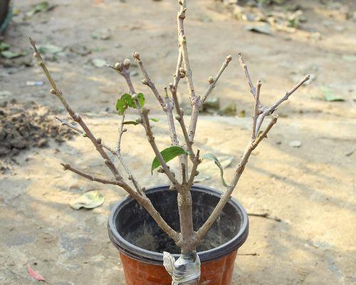 腊梅种子什么时候播种（腊梅的种植方法讲解）