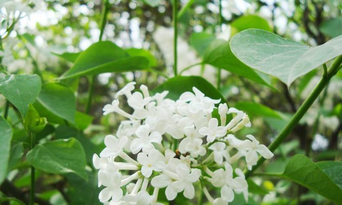 丁香花如何养殖好看（丁香花养护注意事项）