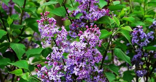 丁香花如何养殖好看（丁香花养护注意事项）