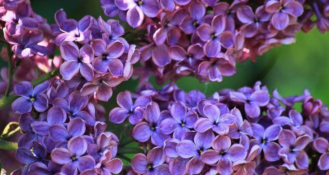 丁香花如何养殖好看（丁香花养护注意事项）