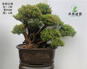 赤楠木盆景在家养好吗（了解赤楠的养护方法）