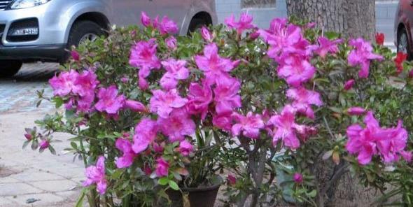 杜鹃花期如何浇水施肥（让杜鹃花在花期做好浇水施肥的技巧）