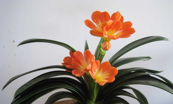 四季最有代表性的花有哪些（盘点五种四季常开的花卉）