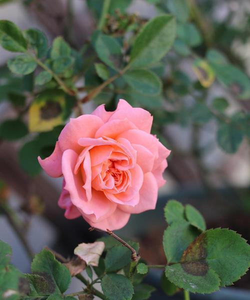 11月开的花有哪些（盘点11月最美的十种花）