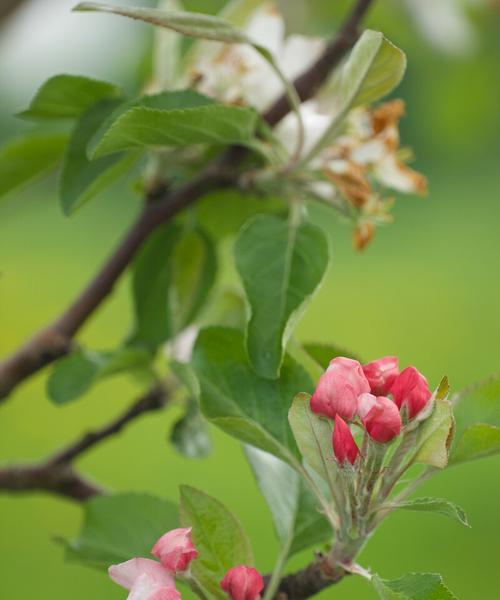 苹果树怎么管才能更好（苹果树浇水的正确方法）