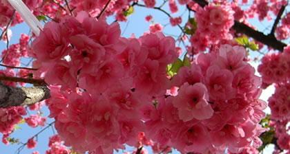 樱花的花语是什么寓意（樱花的寓意和象征意义）