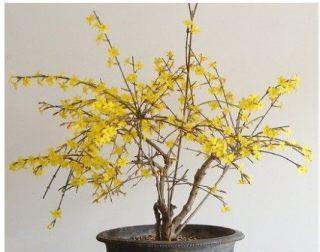 探春花怎么养（探春花的养护知识）