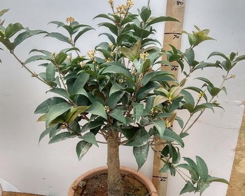 桂花盆景怎么养（桂花盆景的养殖方法讲解）