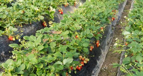 大棚草莓怎么种植方法（大棚草莓种植技术和管理）