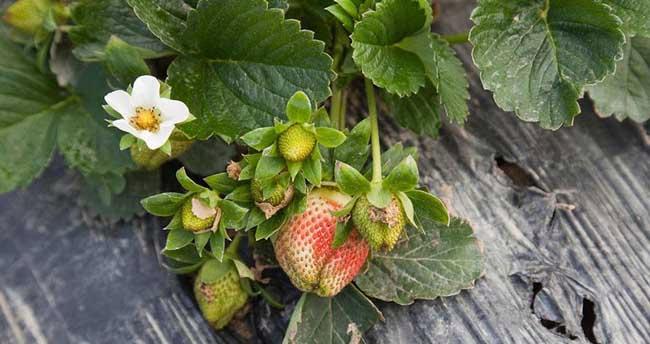 大棚草莓怎么种植方法（大棚草莓种植技术和管理）