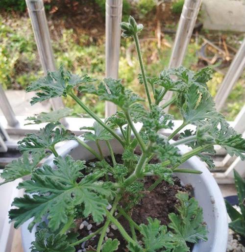 驱蚊的植物有哪些（驱蚊虫的植物排名）