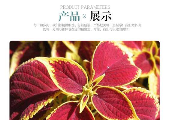 红枫种子怎么种植（盆栽红枫种子种植方法讲解）