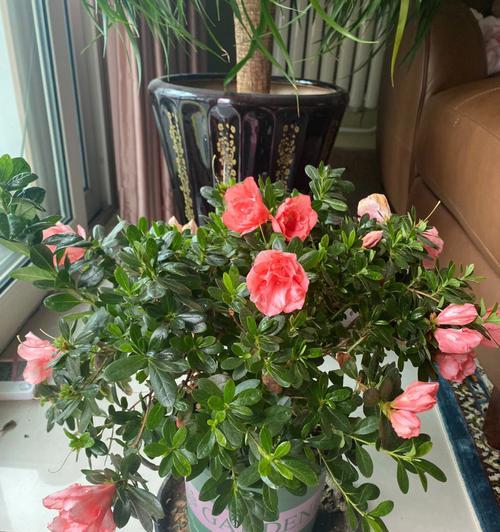 4月份开花的有什么花（四月最具有代表性的花）