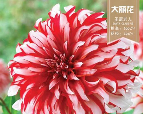 4月份开花的有什么花（四月最具有代表性的花）