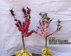 桃子树什么时候修剪（桃树修剪技术图解）