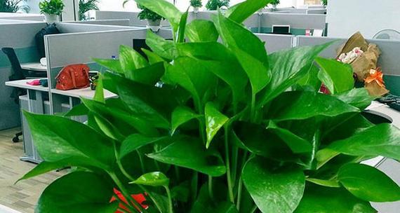 盆栽绿萝的养殖方法和注意事项（打造室内绿色角落）