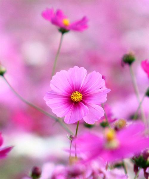 春天盛开的有哪些花（春天代表性的花介绍）