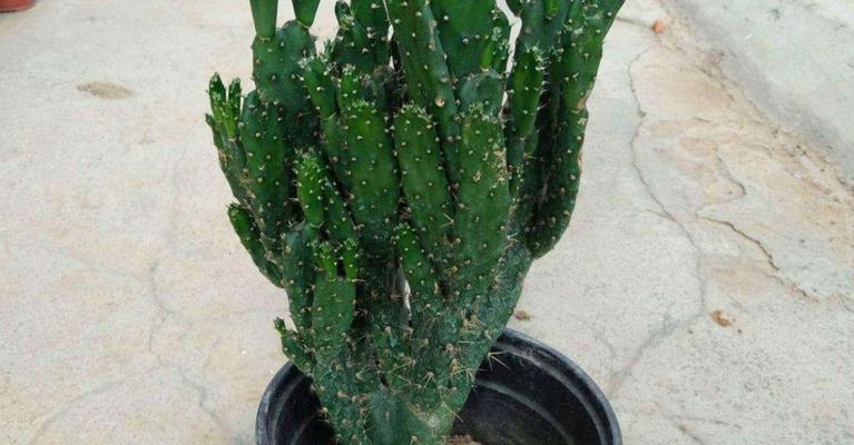 龙骨花适合养在家里吗（龙骨花养护小窍门）