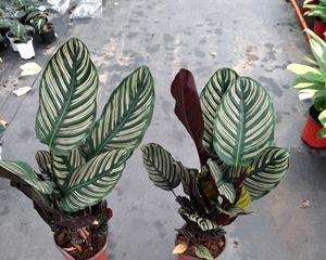 孔雀竹芋怎么养殖方法（孔雀竹芋的养护小窍门）