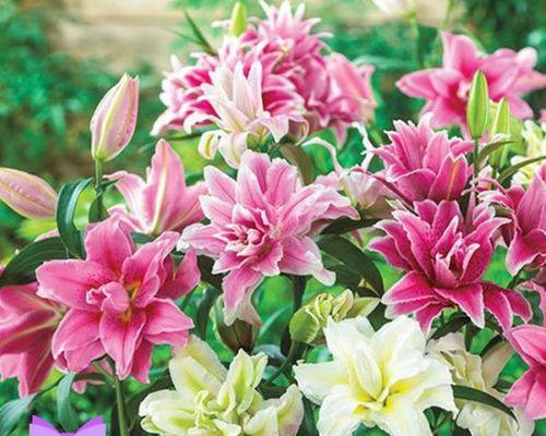 百合花如何修剪（百合花的修剪方法与时间）