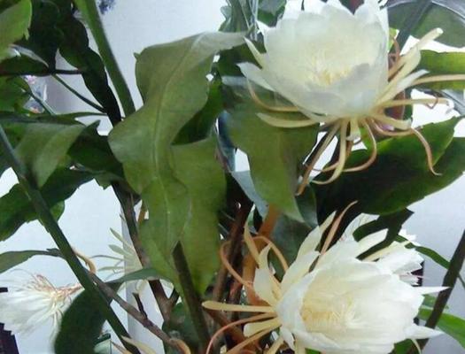 小昙花怎么养殖（分享昙花养殖方法与技巧）